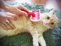 котката тежко
