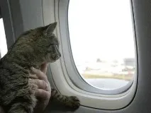 Котячі подорожі або як полегшити спільну дорогу. спільну