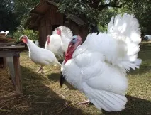 Годування індичок в домашніх умовах раціон, норми харчування та важливі поради, ZOODOM домашніх