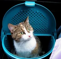 Котячі подорожі або як полегшити спільну дорогу. котячі