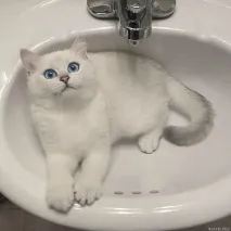 котки порода