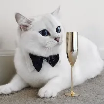 измама котки