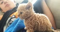 коте червено