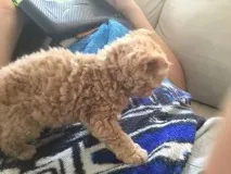 завладя коте