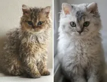 завладя завладя