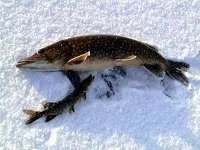 през през