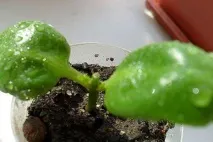 каланхое лечение
