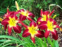 Лілійники посадка та догляд у відкритому ґрунті інструкція посадка