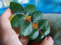 листа шипка листа