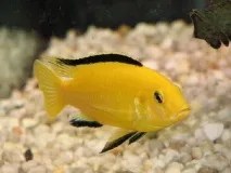 caeruleus ellou