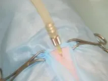 котки кастрация