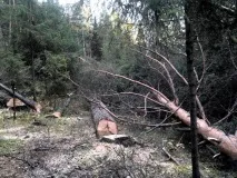 хотіли