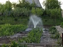 Лілійники посадка та догляд у відкритому ґрунті інструкція посадка