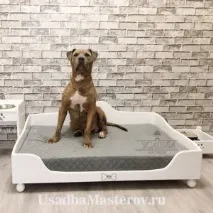 легло вашия домашен