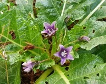 Mandragora officinalis Mandragora officinalis