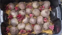 Як зберігати буряки в домашніх умовах буряки