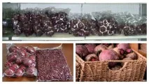 Як зберігати буряки в домашніх умовах зберігати