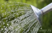 фикус грижим