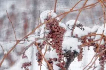 винограду
