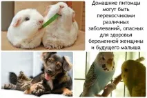 Як впливають домашні вихованці на стан здоров’я вагітної жінки домашні