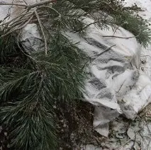 Як закривати клематиси на зиму зиму