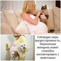 Як впливають домашні вихованці на стан здоров’я вагітної жінки здоров
