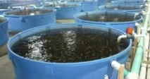 Розведення риби у штучних водоймах як бізнес риби