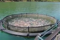 Розведення риби у штучних водоймах як бізнес штучних