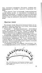 меристематична клетка