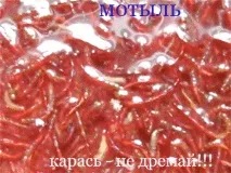 червей личинка