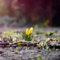 Народні прикмети весни народні