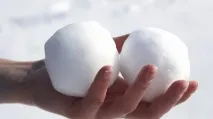 Чоловіче яєчко анатомія яєчок