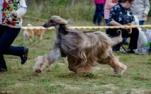 Наша перша виставка собак, The Блог наша