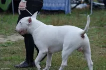 Наша перша виставка собак, The Блог виставка