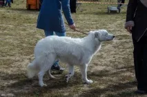 Наша перша виставка собак, The Блог виставка