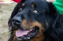 Наша перша виставка собак, The Блог виставка