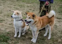 Наша перша виставка собак, The Блог наша