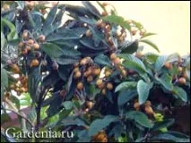 мушмула мушмула