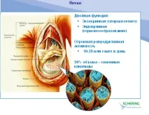 хипофизната жлеза хипофизната жлеза