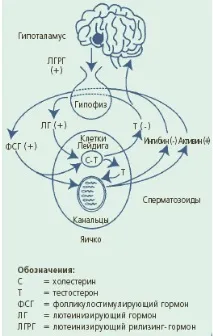 мъжки хипогонадизъм