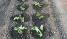 Чи потрібно поливати полуницю восени? полуницю
