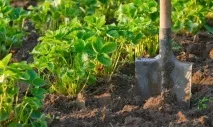 Чи потрібно поливати полуницю восени? потрібно