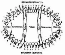 млечните зъби необичайно