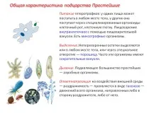 характеристики протозоите