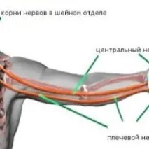 лявата