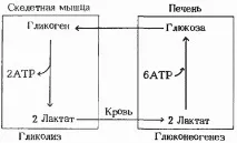 особено глюконеогенезата