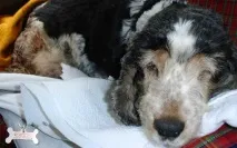 опущення