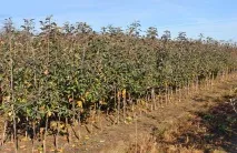 основа Изчисляване основните