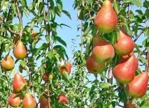 appyapm градина джудже