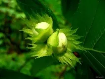 Ліщина - лікарські властивості фундука, заготівля горіхів ліщина